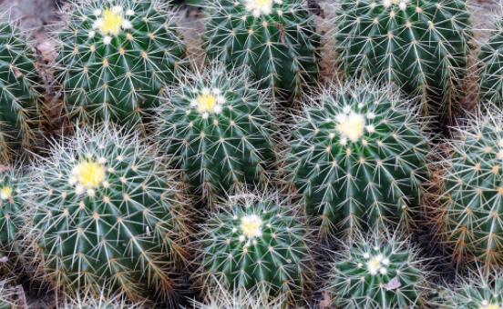 仙人球防輻射嗎，不能/只能防太陽紫外線(光學(xué)輻射)