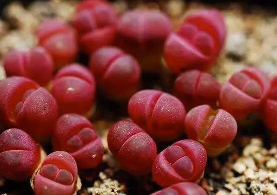 生石花有多少品種，欣賞最好看的六大品種