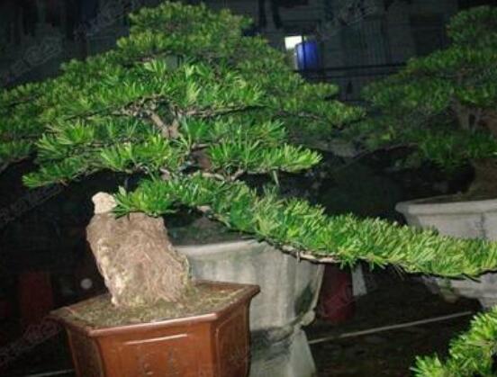 羅漢松施肥技巧，只需要五個(gè)步驟養(yǎng)的郁郁蔥蔥