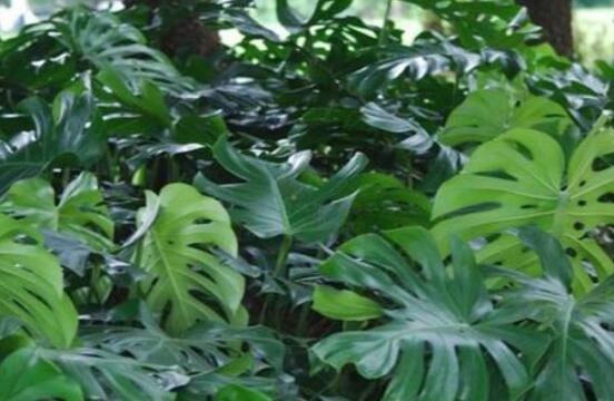 龜背竹施什么肥好，龜背竹施氮磷鉀肥最好