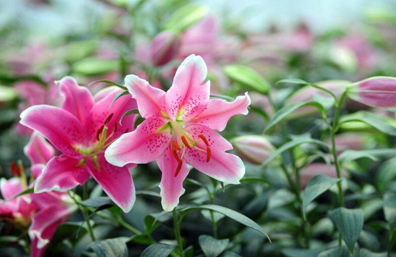 買來(lái)的百合花怎么養(yǎng)，需要適合的土壤和澆水