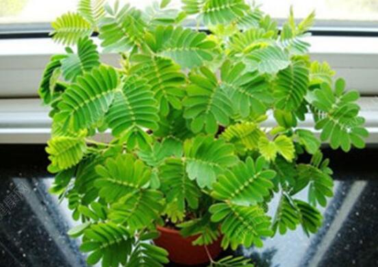 含羞草為什么會害羞呢，原理為葉子膨壓作用(葉柄所含水分)