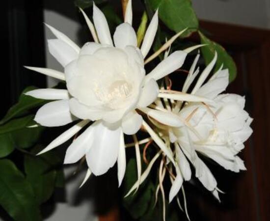 曇花什么時(shí)候葉插，以春季為主/擇兩年生健康老葉