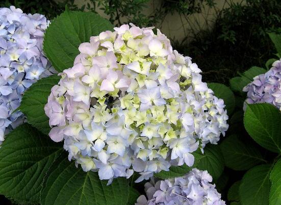 繡球花花期多久，花開花謝持續(xù)25天(6-8月開花)