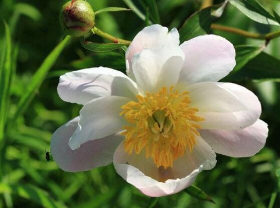 芍藥花籽幾月成熟，每年八月份時(shí)期(果實(shí)開裂)