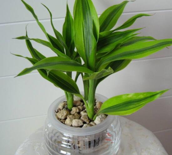 富貴竹開花什么預(yù)兆，富貴竹什么時候開花