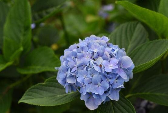 繡球花怎么施肥，繡球花施肥方法