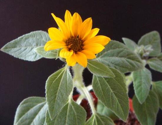 矮向日葵可以水培嗎，向日葵水培養(yǎng)護(hù)方法