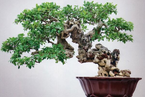 榕樹盆景圖片，獨(dú)特藝術(shù)欣賞