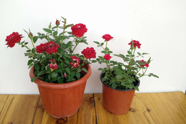 盆栽玫瑰花蔫了怎么辦，供給養(yǎng)分/提升室溫等等