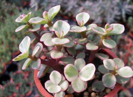 雅樂(lè)之舞怎么修剪，流枝修剪最為簡(jiǎn)單(應(yīng)用廣泛)