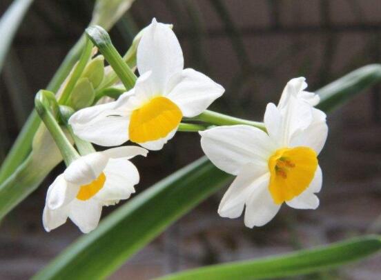 水仙花的繁殖方法大全，詳解最實(shí)用三種繁殖方法