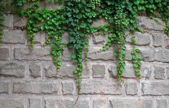 常春藤的作用，綠化環(huán)境凈化空氣