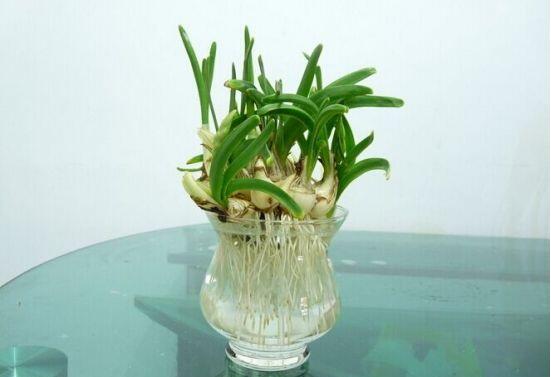 水培水仙花的養(yǎng)殖方法，五個(gè)簡(jiǎn)單小步驟可養(yǎng)好