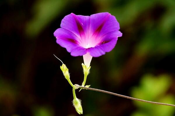 牽?；?yáng)臺(tái)種植方法，牽?；ǖ姆N植步驟詳解