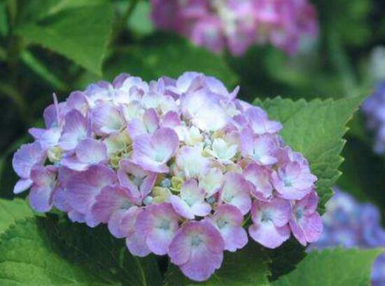 繡球花怎么修剪，繡球花的修剪方法圖解