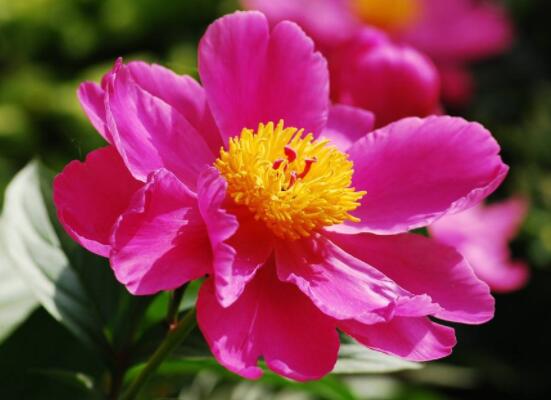 芍藥花的養(yǎng)殖方法，老農(nóng)總結最實用八大養(yǎng)殖方法