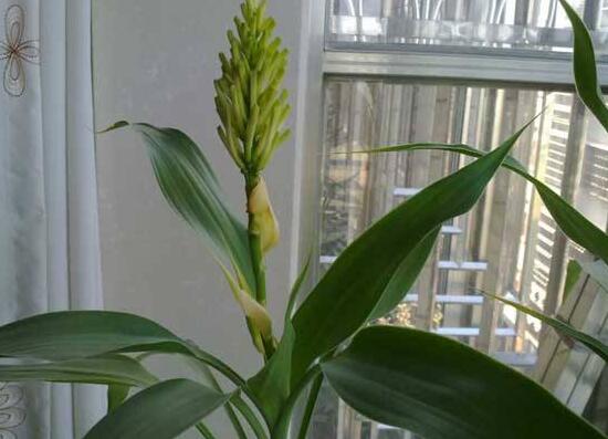 富貴竹會(huì)開(kāi)花嗎，富貴竹開(kāi)花意味著什么