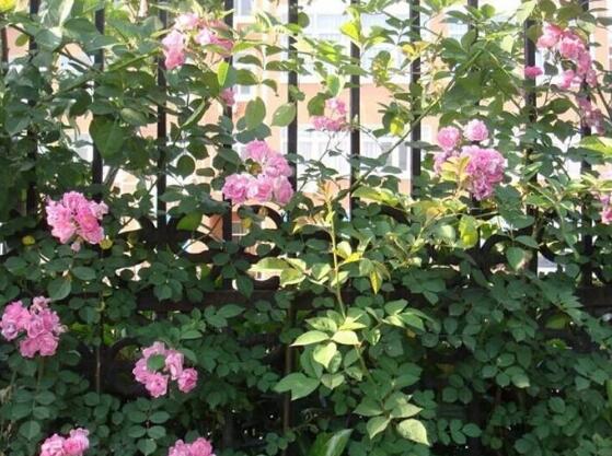 薔薇花盆栽如何養(yǎng)，薔薇花盆栽養(yǎng)殖方法