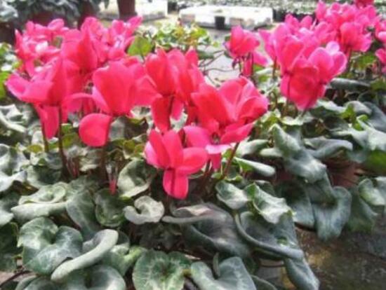 仙客來的花語是什么，仙客來適合送給什么人