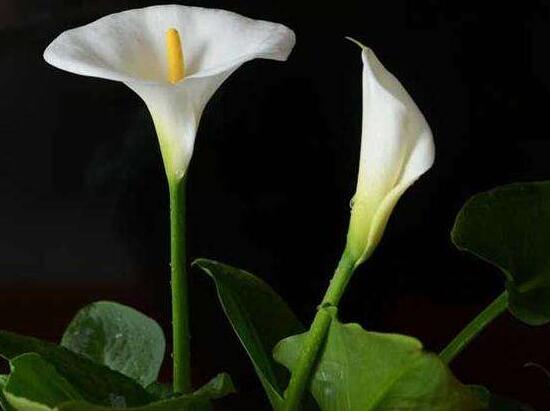 馬蹄蓮怎么澆水，馬蹄蓮多久澆水一次（三天澆次水）