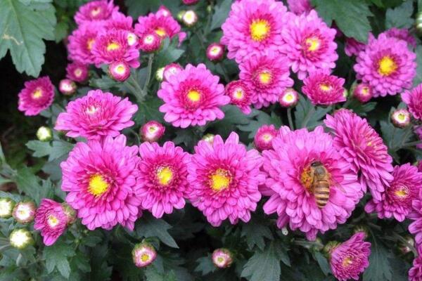 菊花不現(xiàn)蕾不開花怎么辦，增加光照并補充養(yǎng)分