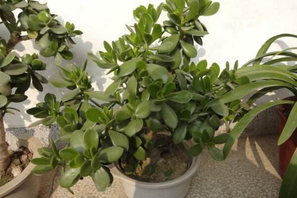 燕子掌冬天怎么養(yǎng)殖，做好以下4點(diǎn)可保植株順利越冬