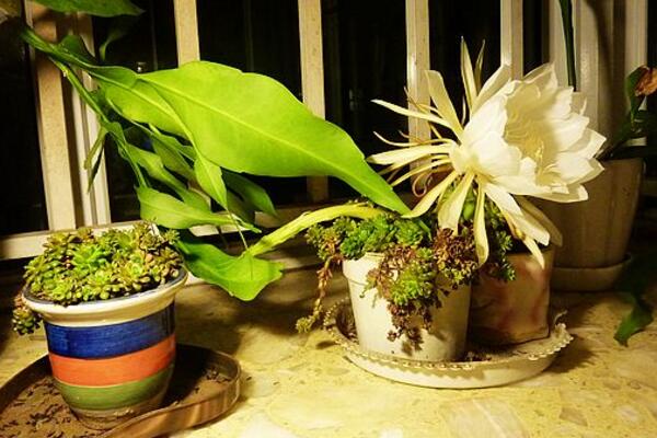 曇花幾年開(kāi)花，養(yǎng)殖三年左右才能開(kāi)花