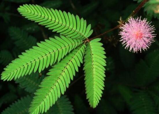 含羞草可以水培嗎，含羞草水培養(yǎng)殖方法