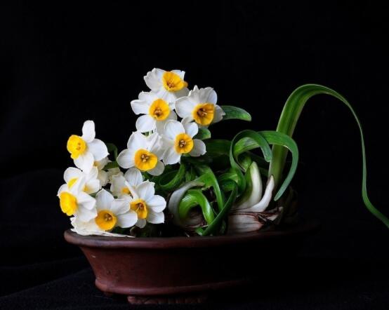 仙花的栽培技術(shù)，擇八厘米以上鱗莖/疏松透氣土壤與紫砂盆