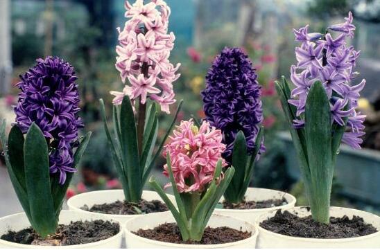 風(fēng)信子葉子蔫了怎么辦，四種原因及解決方法