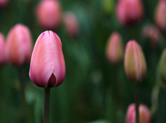 郁金香的養(yǎng)護方法，老農(nóng)教你簡單易學(xué)四種方法(土培和水培)