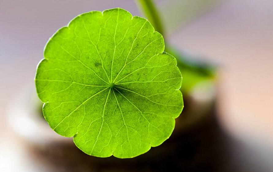 銅錢草放在什么位置好，放在陽臺上最合適