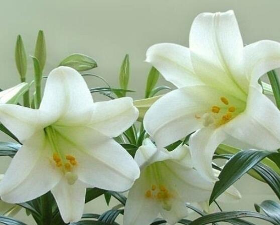 百合花盆栽的養(yǎng)殖方法，老農(nóng)教你最簡單六種基本養(yǎng)殖方法