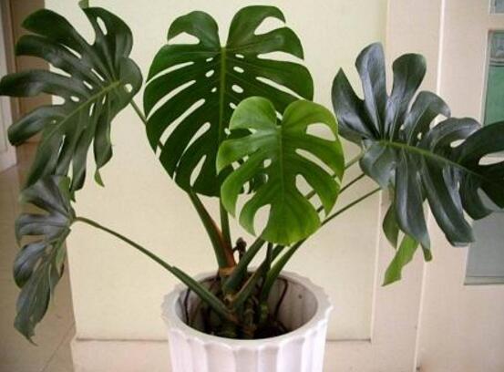 龜背竹怎么養(yǎng)，龜背竹養(yǎng)殖方法