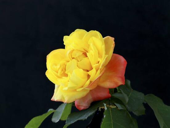 月季花冬季怎么修剪，做好四大修剪要點(diǎn)變得更美觀