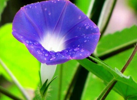 牽?；ㄓ袔追N顏色，不同品種不同顏色(花色豐富)