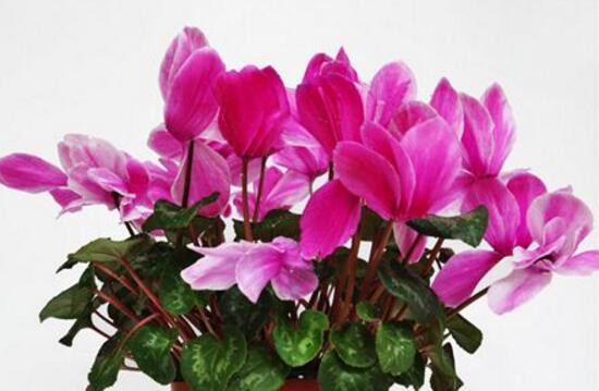 仙客來有毒嗎，仙客來可以放在臥室嗎/誤食會中毒