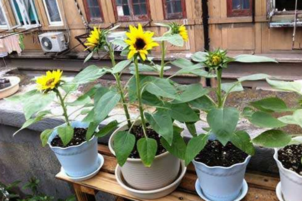 盆栽向日葵如何養(yǎng)殖，保證盆土適宜以及光照充足