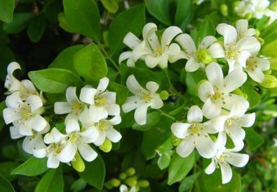 九里香花語(yǔ)是什么，九里香花的寓意象征愛情