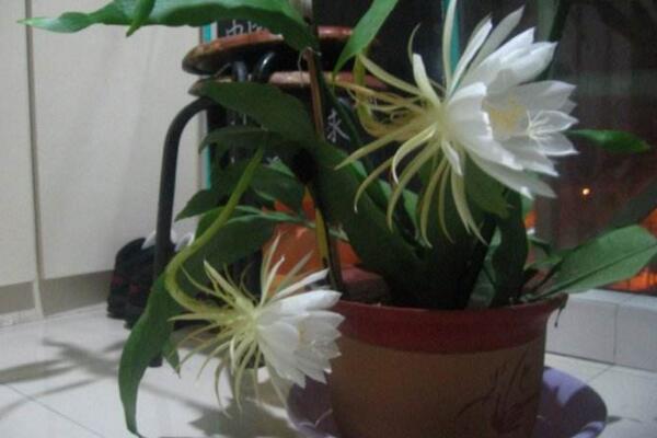 曇花葉子發(fā)黃怎么辦，分析問題的原因并及時(shí)處理