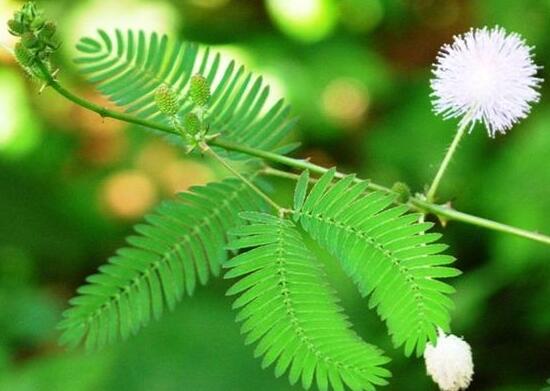 含羞草長(zhǎng)什么樣子，含羞草的特點(diǎn)是什么