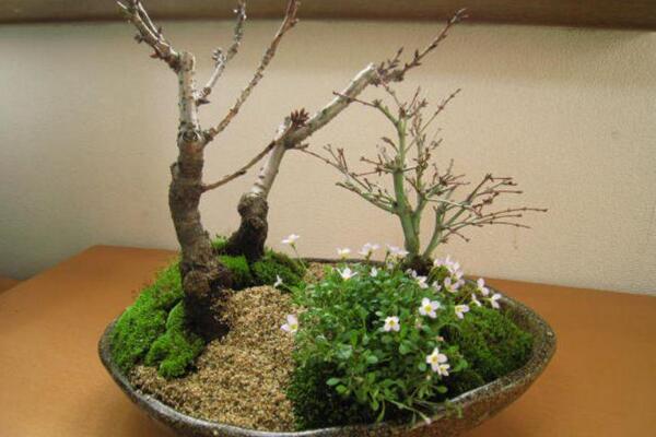 櫻花樹的病蟲害防治，褐斑病以及介殼蟲最常見