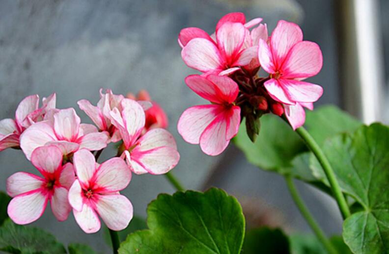 天竺葵扦插方法與時間，可以在春秋季節(jié)進行杵插