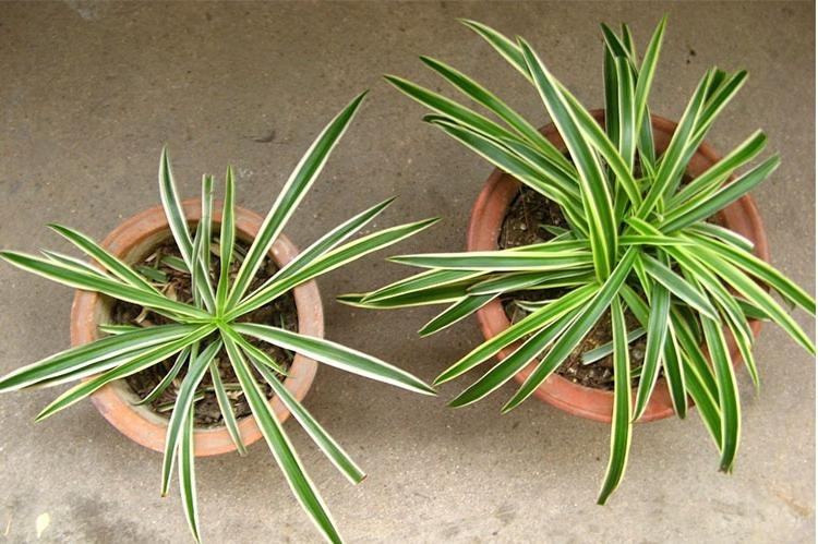 吊蘭什么時候換盆，每年的四月份換盆最好