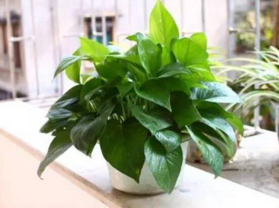 綠蘿長得慢怎么辦，做好這六個(gè)要點(diǎn)爆盆不斷