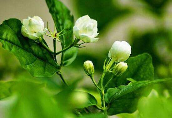 茉莉花的花語，茉莉花花語代表著你是我的