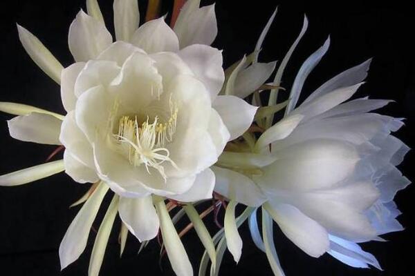 曇花的四季養(yǎng)護(hù)，一年四季不同的養(yǎng)護(hù)方法