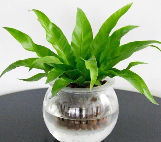 一帆風順可以水培嗎，一帆風順水培養(yǎng)殖方法