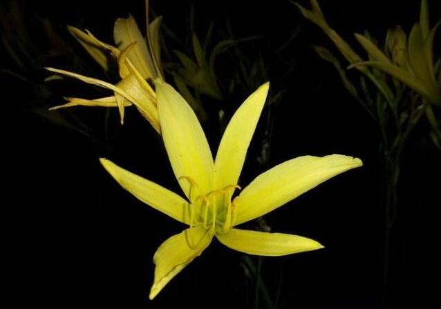 天竺葵能驅(qū)蚊嗎，只有香葉品種的才可以